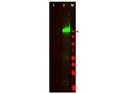 Western Blot: EGFR [p Tyr1197] Antibody [NBP1-77936]